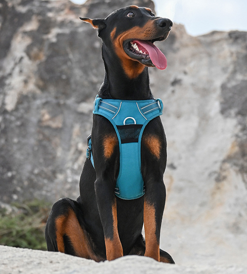 DogGo Harness & Leash