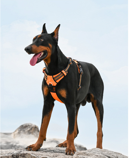 DogGo Harness & Leash