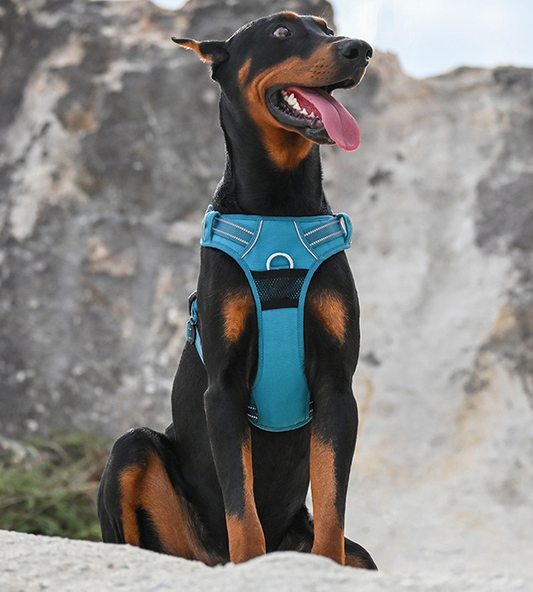 DogGo Harness & Leash