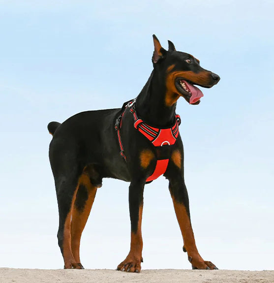 DogGo Harness & Leash