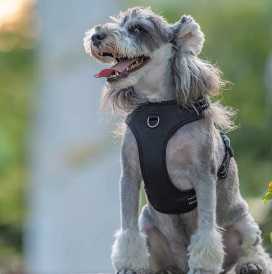 SteadyStrap Harness