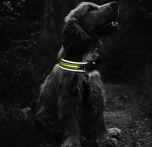Eno Pet Pet Collar