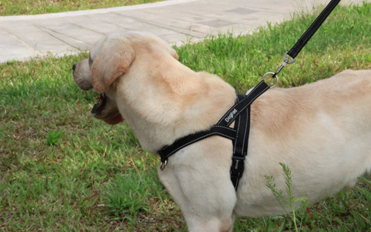 DogFad Harness with Leash